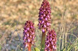 Orchidee giganti vandalizzate sui Colli Euganei
