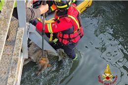 Lupa salvata dalle acque