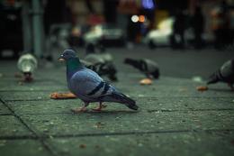 Piccioni in citt&agrave;, rischi per la salute e come tenerli lontani
