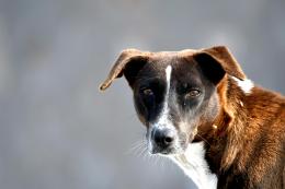 Guerra in Ucraina, i cani cambiano per sopravvivere
