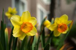 Balcone fiorito a marzo: le piante pi&ugrave; belle da coltivare 