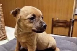 I ladri rubano anche il cane