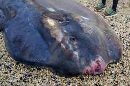 Un grande pesce luna recuperato in spiaggia