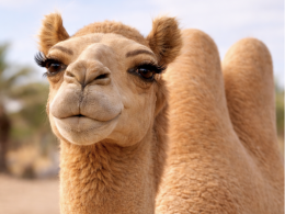 Botox, filler e silicone sui cammelli al concorso di bellezza