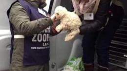 28 cuccioli salvati dal traffico