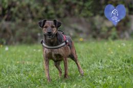 Dieci musetti in cerca di una famiglia da amare