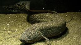 Al Parco Natura Viva arrivano i pesci con i polmoni