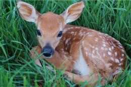 Cerbiatto investito in viale Amendola