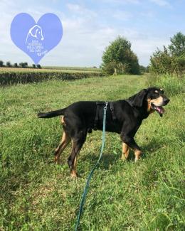 Dieci amici a quattro zampe pronti per l'adozione