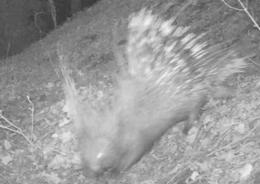 Istrice riappare tra i boschi
