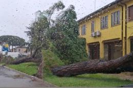 Tempesta di vento, gi&ugrave; alberi e danni