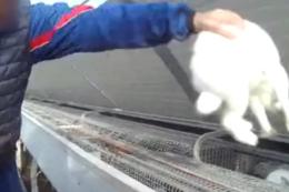 "Animali massacrati in allevamento"