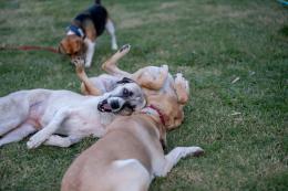 Educazione cinofila, al via gli incontri gratuiti in provincia di Padova
