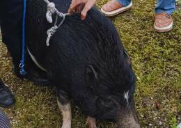 Fuga in citt&agrave;, allarme tra i residenti
