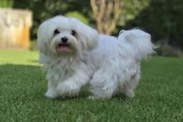 Investito e ucciso Gin, mascotte del quartiere