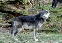 Lupi, via monitoraggio digitale
