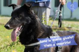 Dieci pelosetti in cerca di un tetto