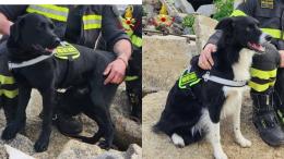 Due nuovi Vigili del fuoco a quattro zampe entrano in servizio