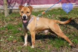 Dieci cuccioli in attesa di una famiglia