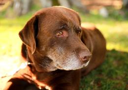 Fratelli inseparabili in cerca di casa
