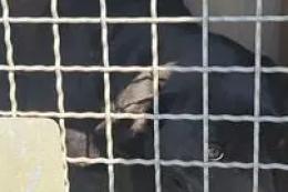 Il cagnone rubato torna a casa dopo 8 anni