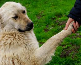 Cane segregato per anni salvato nel Veronese
