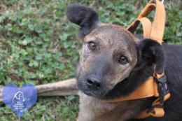 Dieci amici a quattro zampe pronti per una casa