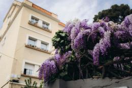 Glicine, come coltivarlo per una fioritura spettacolare
