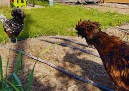 Pompetta salva: la gallina simbolo trova casa
