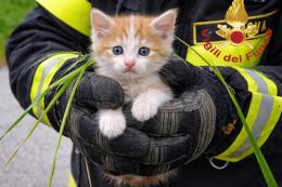 Sente un miagolio dal cofano e chiama i soccorsi
