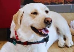 Il cane che ha &ldquo;svelato&rdquo; il tumore
