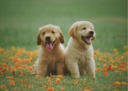 Cane e responsabilit&agrave;: cosa dice la legge
