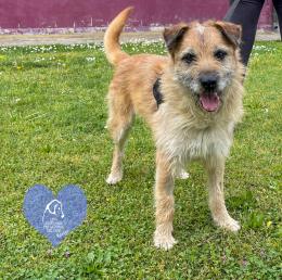 Dieci pelosetti cercano casa