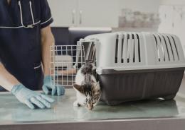 Nuove regole per viaggiare con i pelosetti
