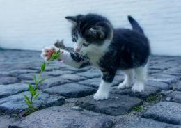 Gatti e linguaggio, una scoperta sorprendente

