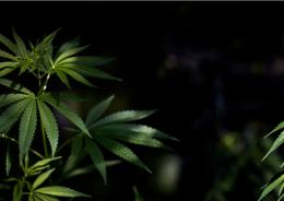 Cannabis, riaperto il dossier
