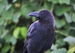 Cornacchia sotto accusa
