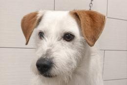 Aiutiamola a ritrovare Aron