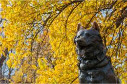 Verona, inaugurata l&rsquo;area cani dedicata a Balto e Togo
