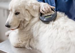 Microchip obbligatorio, svolta Ue
