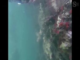 Si scorge una medusa tra i canali di Venezia