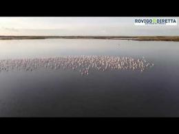 E' tempo di fenicotteri rosa, uno spettacolo unico
