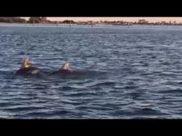 Meravigliosi delfini ad Albarella