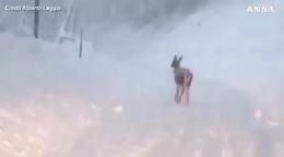 La neve troppo alta blocca un cervo in strada 