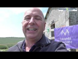 Il campo di lavanda si prepara alla nuova fioritura