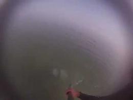 Medusa gigante a Rosolina - Il video