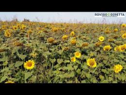 Il campo di girasoli che merita un tour