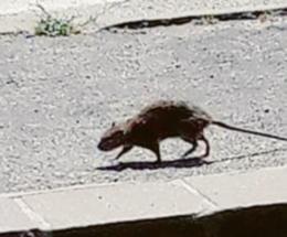 Un topo a spasso per strada