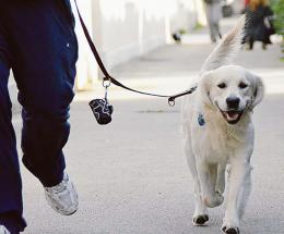 Cani e rumori, attenzione alle multe
