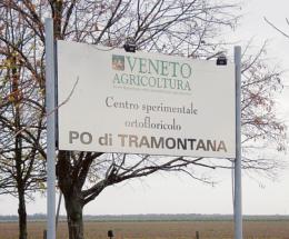 Po di Tramonta, trent’anni di successi orticoli